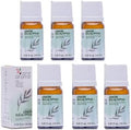 Lemon Eucalyptus Essential Oil (Corymbia Citriodora) – 100% Pure & Undiluted Citrus Aroma for Diffusers, Massage (Dilute) & DIY | Essential Oils for Humidifiers(Pack of 6/0.34 Fl Oz Each)