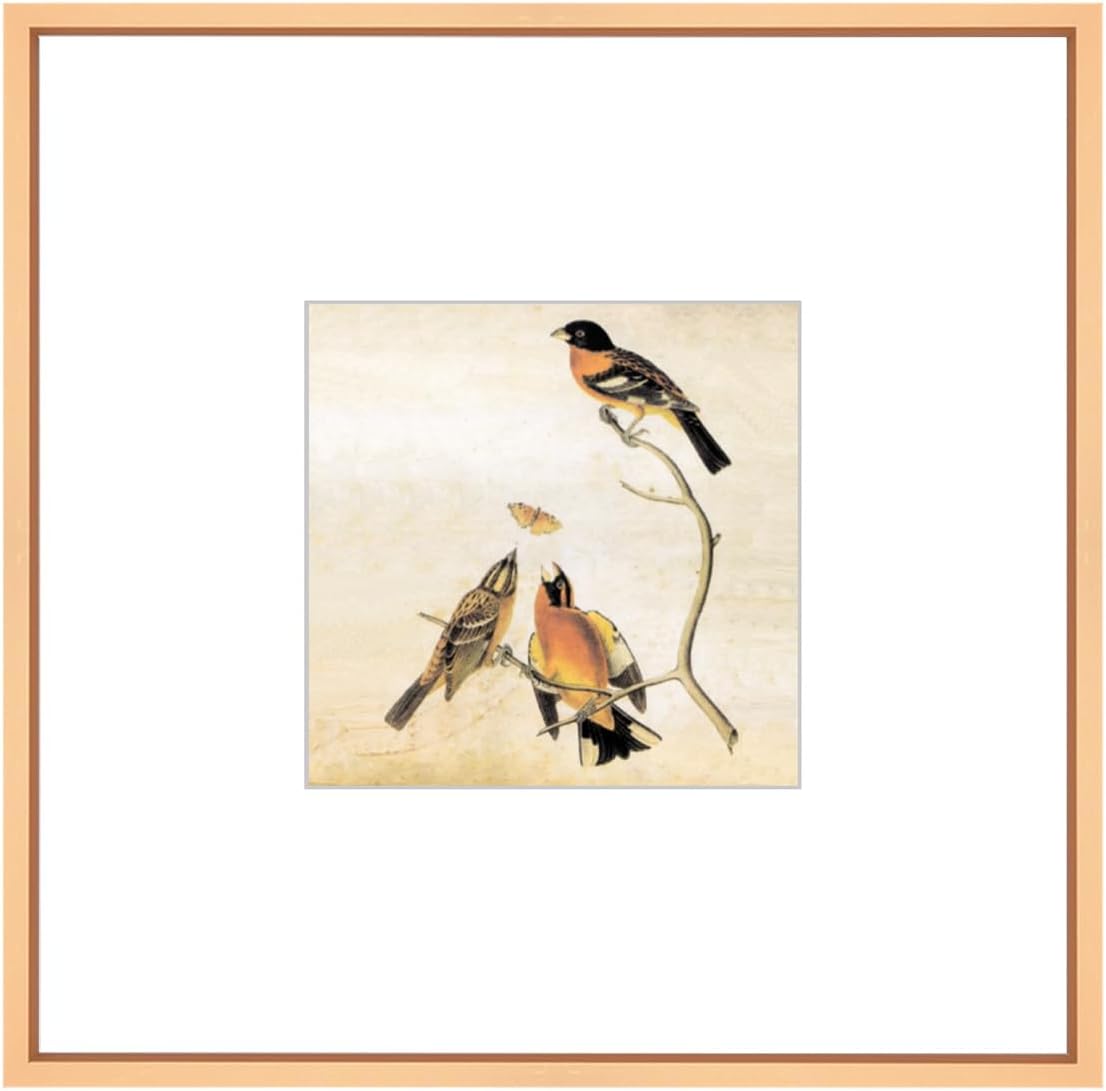 8x8 Picture Frame, Gold Metal Square Photo Frames with HD Glass, Fits 5x5 with Mat or 8 x 8 without Mat, Display for Wall and Table, 1 Pack