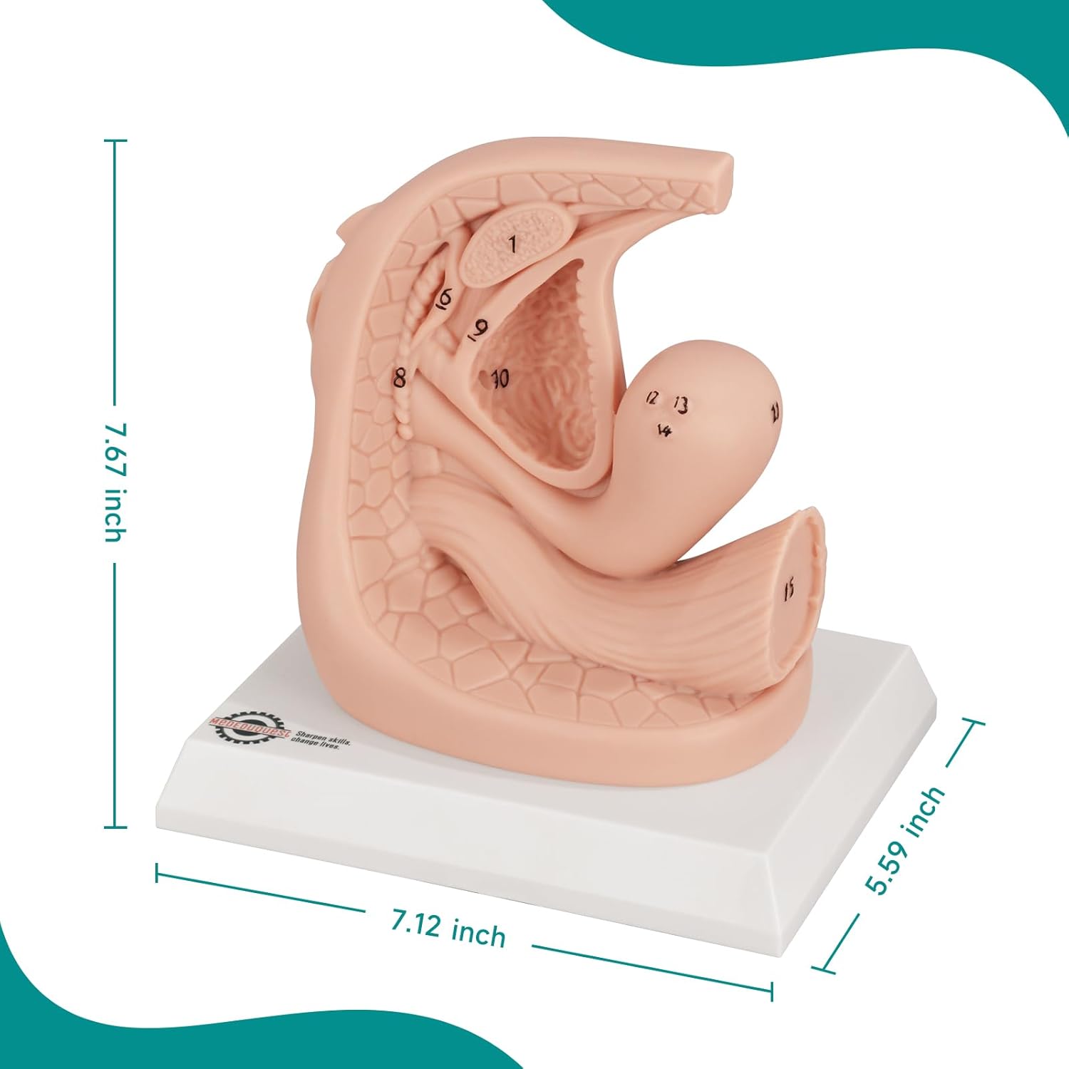 Female Catheterization Insertion Trainer Kit, External Genital Anatomy Models for Medical Students or Nurses Educational Demonstration and Training, Silicone Material
