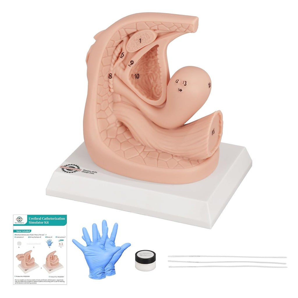 Female Catheterization Insertion Trainer Kit, External Genital Anatomy Models for Medical Students or Nurses Educational Demonstration and Training, Silicone Material