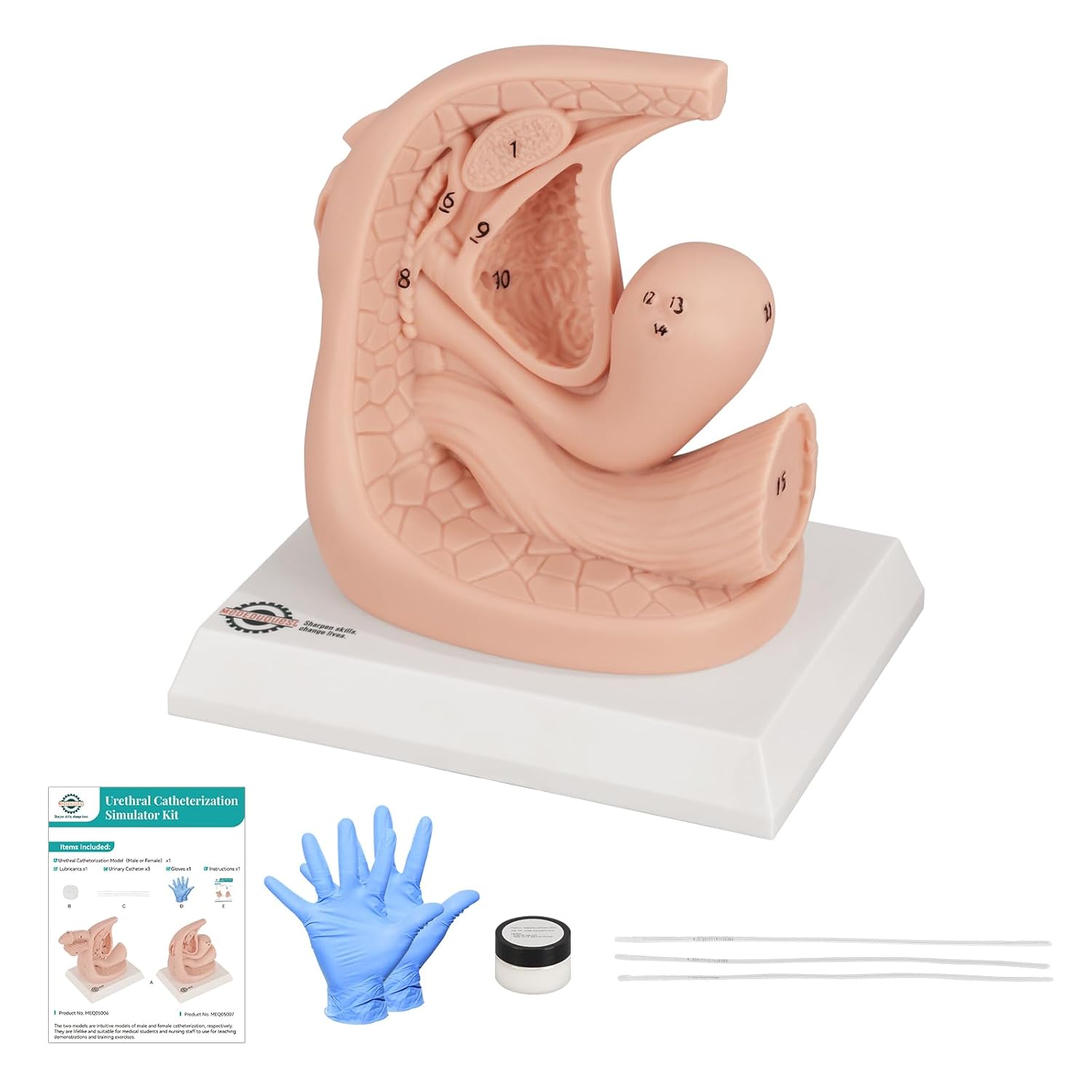 Female Catheterization Insertion Trainer Kit, External Genital Anatomy Models for Medical Students or Nurses Educational Demonstration and Training, Silicone Material