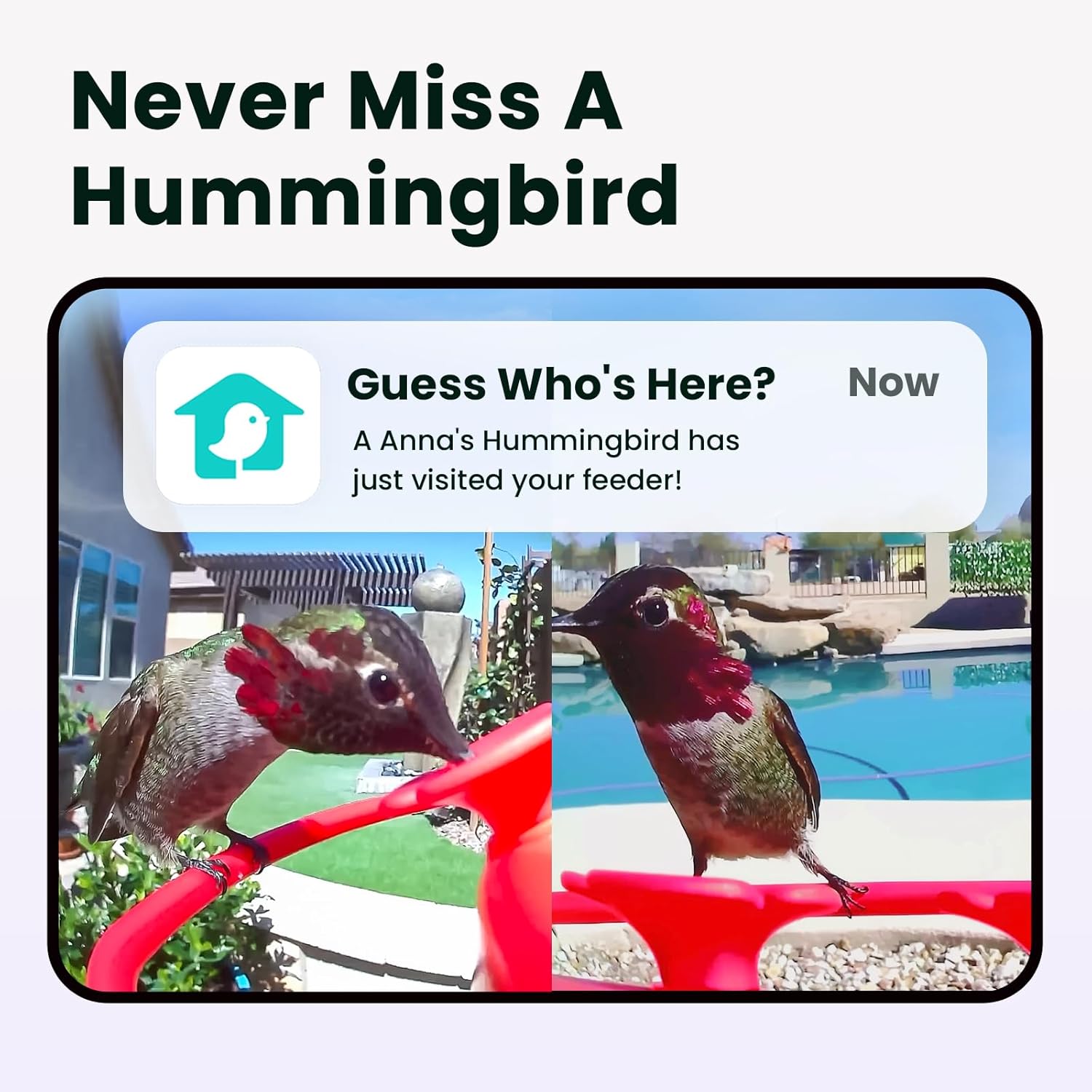 Birdfy Hummingbird Feeder with Dual Cameras - 2K HD Smart Cameras Solar Powered, Close-Up Bird Video/Live Watching & Instant Notifications, Ant Moat & Leakproof - 20oz (AI Lifetime)