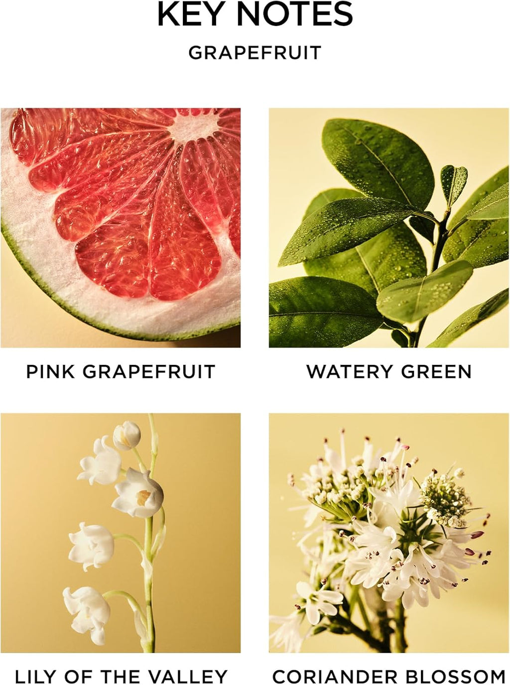 NEST New York Reed Diffuser, Grapefruit - 5.9 fl oz - Fragrance for Up to 90 Days - Reusable, Refillable Glass Holder - Includes 8 All-Natural Reed Sticks - Flame Free