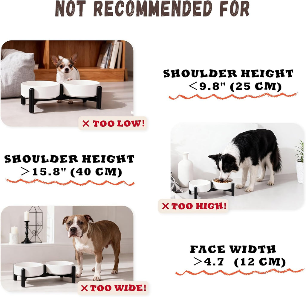 Raised Ceramic Dog Bowl Set - Elevated Double Dishes with Stainless Steel Stand - Food and Water Bowls for Small Dogs and Indoor Cats - Each Holds 2.1 Cups (14 fl oz) - White