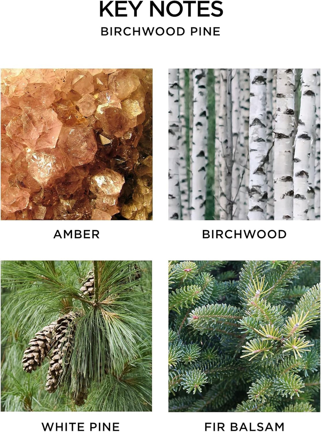 NEST New York Christmas Tree Reed Diffuser, Birchwood Pine - 5.9 fl oz - Fragrance for Up to 90 Days - Reusable, Refillable Glass Holder - Includes 8 All-Natural Reed Sticks - Flame Free