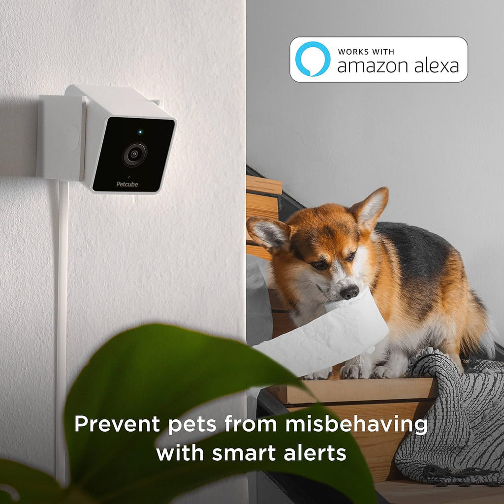 Petcube Cam Pack of 3 Indoor Home Security Cameras with 1080p HD Video, 2-Way Audio, Motion Detection, and Phone App, Night Vision Wi-Fi Camera for Apartment Security, Video Baby Monitor, Pet Camera