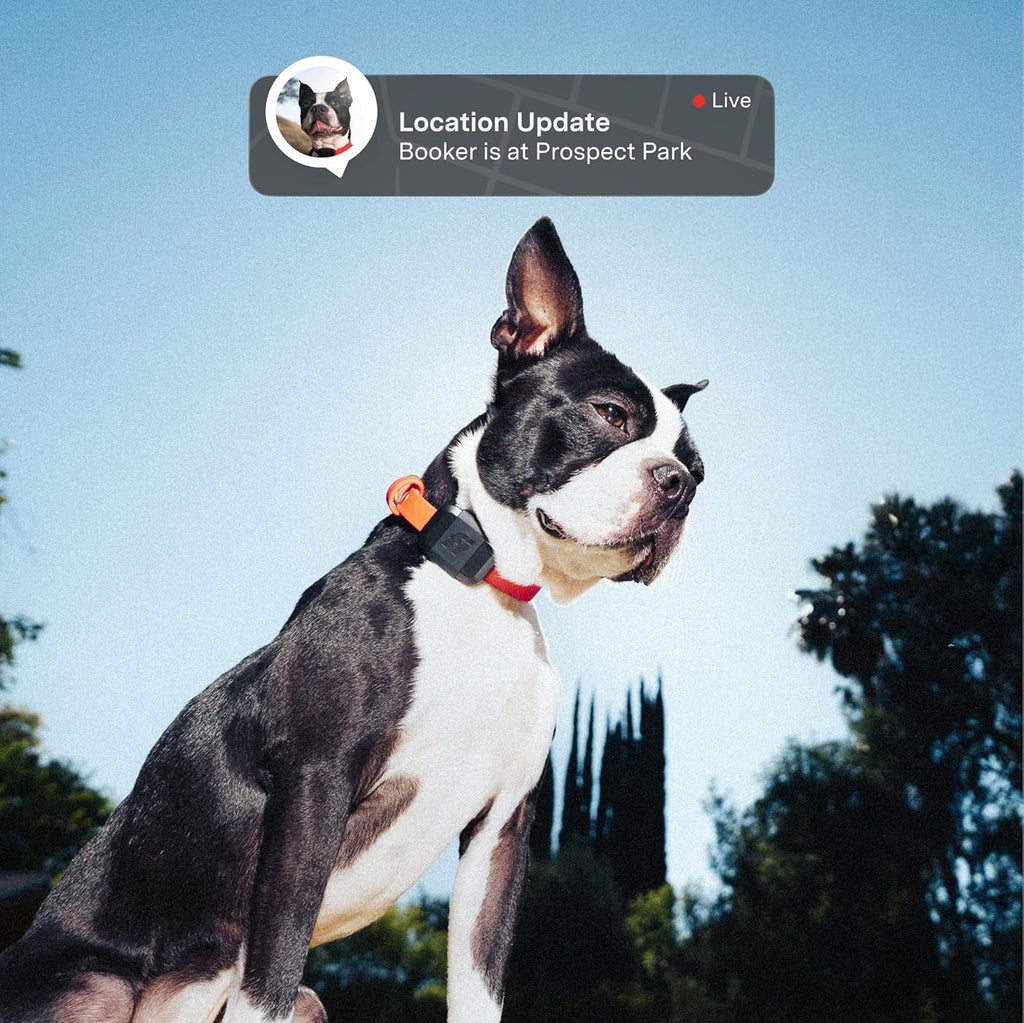 Fi Mini GPS Tracker for Dogs & Cats – Lightweight, Virtual Fences, Escape Alerts, Step & Health Tracking, Waterproof – 12-Month Membership Included