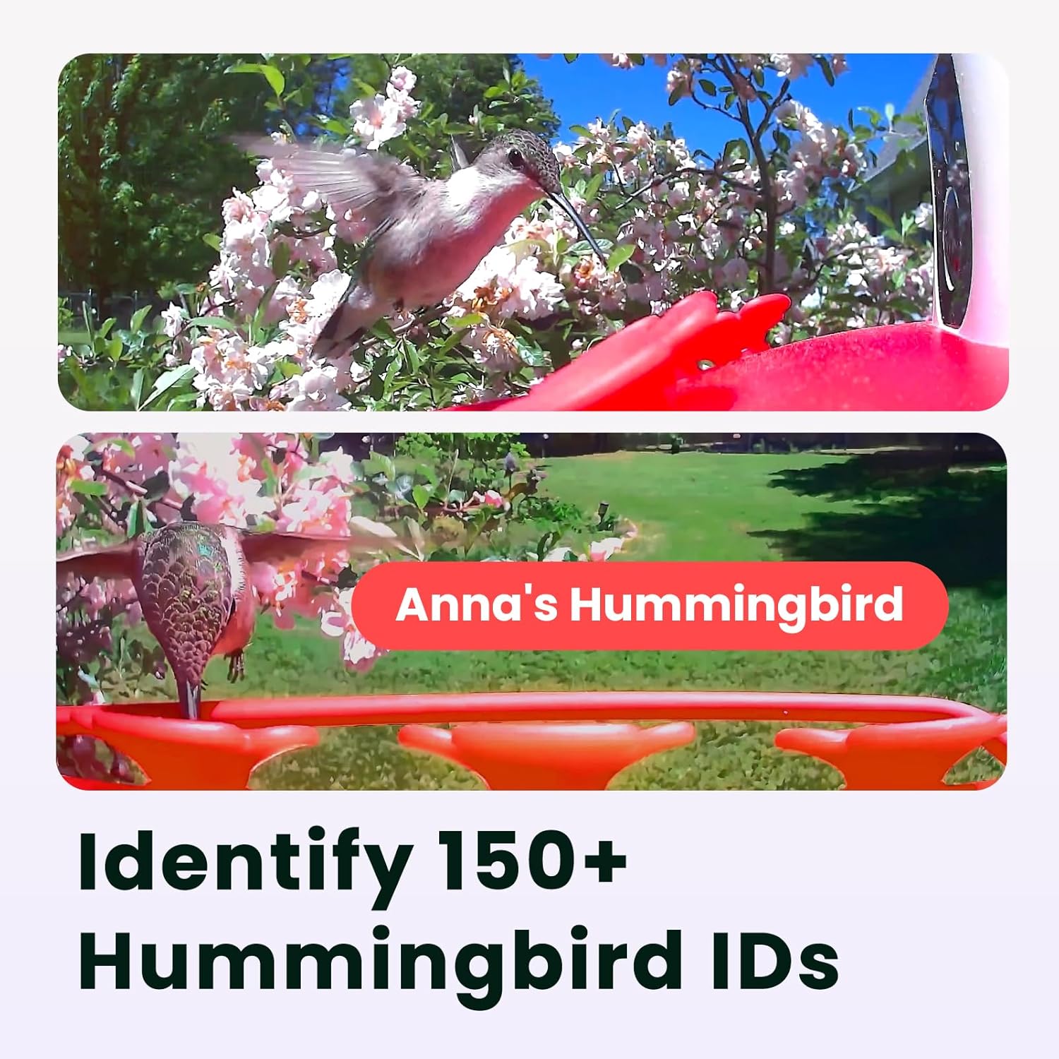 Birdfy Hummingbird Feeder with Dual Cameras - 2K HD Smart Cameras Solar Powered, Close-Up Bird Video/Live Watching & Instant Notifications, Ant Moat & Leakproof - 20oz (AI Lifetime)