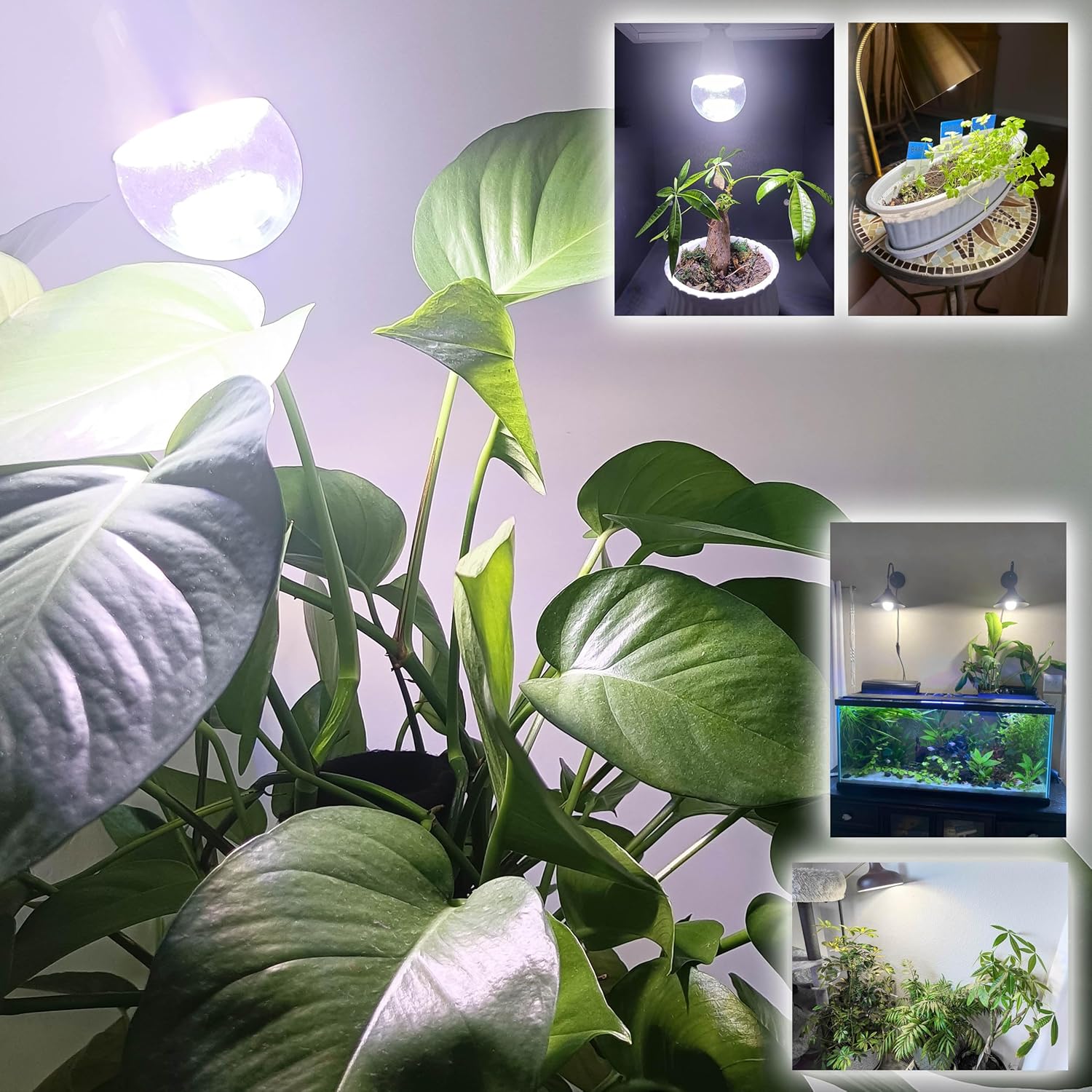 ALIDE Full Spectrum Plant Grow Light Bulbs E26 A19 10W,Plant Growing Lamp Bulbs with Balanced Spectrum 5000K White Blue Red Yellow for Indoor Seeds Greens Laboratory Greenhouse Garden Hydroponic,2Pcs